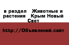  в раздел : Животные и растения . Крым,Новый Свет